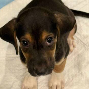 Rescue Australian Shepherd Dogs for Adoption in Fredericksburg, Virginia - Choco | PetCurious