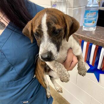260613k100 - Avery -  Mixed Breed Dog for Adoption in Enterprise, Alabama - 260613k100 - Avery | PetCurious