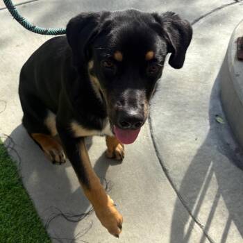 Niko -  Rottweiler Dog for Adoption in Chicago, Illinois - Niko | PetCurious