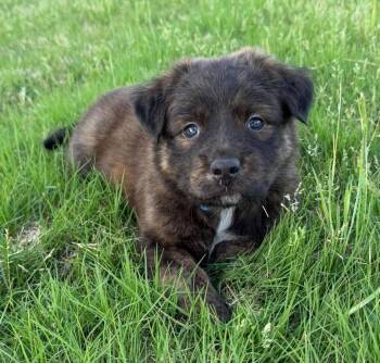 Border Collie Dogs Available for Adoption in Kiowa, Oklahoma - Hagrid  | PetCurious