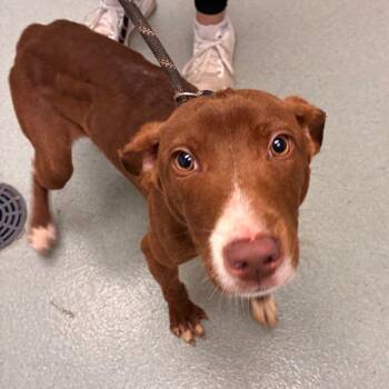 Nutella -  Terrier and Mixed Breed Dog for Adoption in Abilene, Texas - Nutella | PetCurious