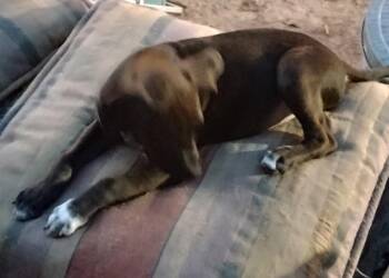 Herschel -  Staffordshire Bull Terrier Dog for Adoption in The Woodlands, Texas - Herschel | PetCurious