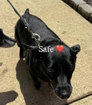 Oakley -  Chihuahua Dog for Adoption in Wilkesboro, North Carolina - Oakley | PetCurious