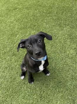Scout -  Labrador Retriever and Mixed Breed Dog for Adoption in Denver, Colorado - Scout | PetCurious