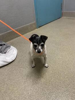 Chihuahua Dogs Available for Adoption in Las Vegas, Nevada - CHIQUIS | PetCurious