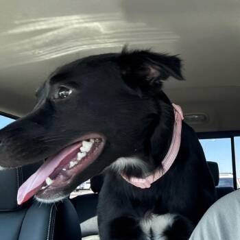 Salem-previously Savannah -  Black Labrador Retriever and Border Collie Dog for Adoption in Bismarck, North Dakota - Salem-previously Savannah | PetCurious