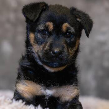 Mixed Breed Dogs Available for Adoption - Ribeye | PetCurious