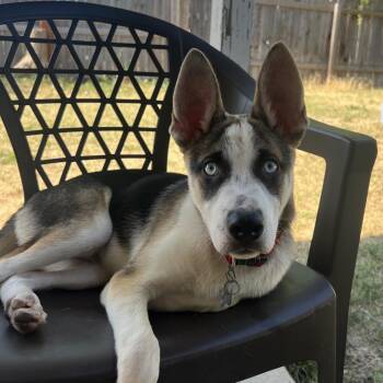 Xander -  Border Collie and Mixed Breed Dog for Adoption in Fort Collins, Colorado - Xander | PetCurious