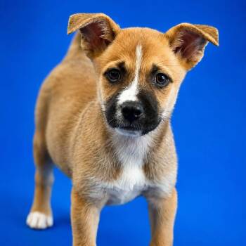 Tasha -  Mixed Breed Dog for Adoption in Yaphank, New York - Tasha | PetCurious
