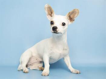 AJA -  Chihuahua Dog for Adoption in Phoenix, Arizona - AJA | PetCurious