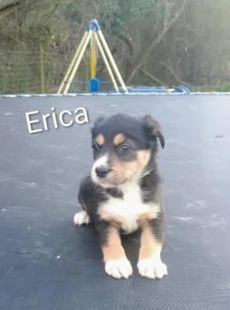 Labrador Retriever Dogs Available for Adoption - Erika | PetCurious