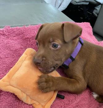Isabella -  Mixed Breed Dog for Adoption in Ocala, Florida - Isabella | PetCurious