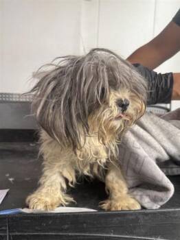 61254236 -  Terrier and Miniature Poodle Dog for Adoption in El Paso, Texas - 61254236 | PetCurious