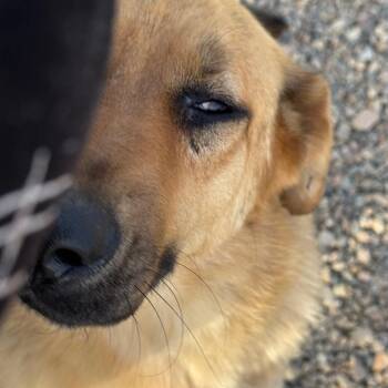 Rottweiler Dogs Available for Adoption in North Battleford, Saskatchewan - Terry | PetCurious