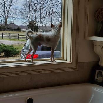 Chihuahua Dogs Available for Adoption - Felix | PetCurious