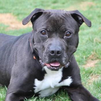 Alfonso -  Mixed Breed Dog for Adoption in Allentown, Pennsylvania - Alfonso | PetCurious