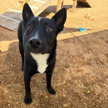 Millie KCAC #471.26 -  Cattle Dog and Mixed Breed Dog for Adoption in Kerrville, Texas - Millie KCAC #471.26 | PetCurious