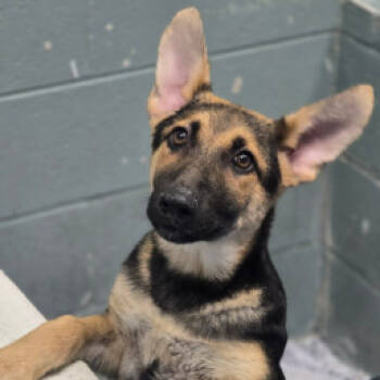 Rescue Mixed Breed Dogs for Adoption in Wantagh, New York - Tia | PetCurious