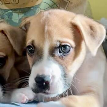 Boxer and Husky Dogs Available for Adoption - Rowan | PetCurious