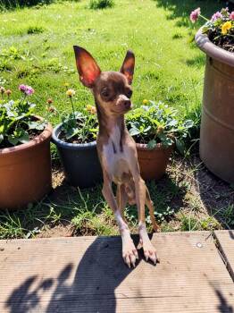 Chihuahua Dogs Available for Adoption - Dewey | PetCurious