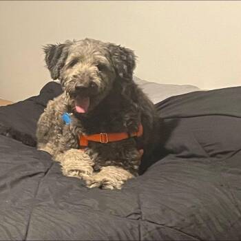 Lady -  Labradoodle Dog for Adoption in Plainfield, Illinois - Lady | PetCurious