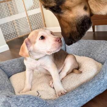 Shepherd and Pit Bull Terrier Dogs Available for Adoption in Minnetonka, Minnesota - Picnic D68831 | PetCurious