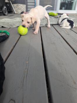 Australian Cattle Dog Blue Heeler and Labrador Retriever Dogs Available for Adoption in Hoffman Estates, Illinois - Pinoli | PetCurious