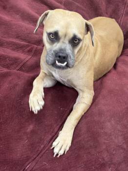 Baby Martini -  Boxer and Terrier Dog for Adoption in Alexandria, Louisiana - Baby Martini | PetCurious