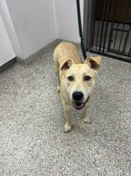 Pickles -  Labrador Retriever and Mixed Breed Dog for Adoption in Gastonia, North Carolina - Pickles | PetCurious