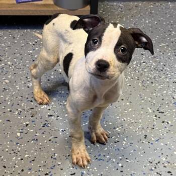 Sasha -  Pit Bull Terrier and Mixed Breed Dog for Adoption in Tuscaloosa, Alabama - Sasha | PetCurious