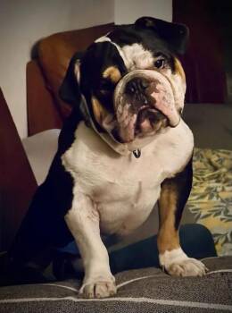 Henry -  Bulldog Dog for Adoption in Austin, Texas - Henry | PetCurious