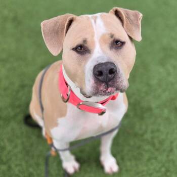 Pit Bull Terrier Dogs Available for Adoption in Chattanooga, Tennessee - MayMay | PetCurious