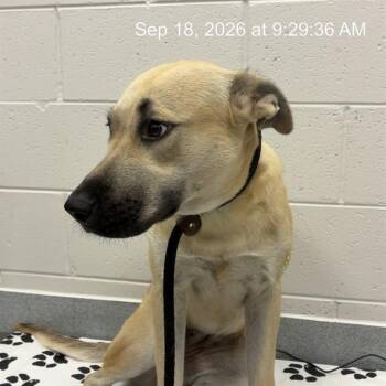 JUNIPER -  German Shepherd Dog and Black Mouth Cur Dog for Adoption in Ocala, Florida - JUNIPER | PetCurious
