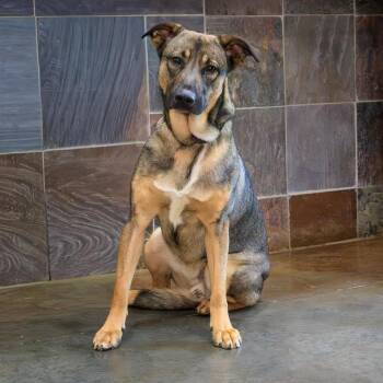 German Shepherd Dog and Mixed Breed Dogs Available for Adoption in Versailles, Kentucky - Ferb | PetCurious