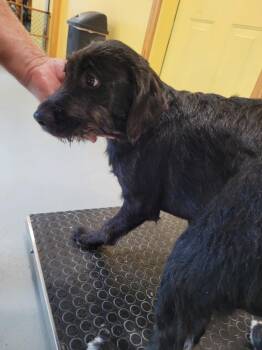 Smith Doodle 5 -  Mountain Cur and Poodle Dog for Adoption in Lawrenceburg, Tennessee - Smith Doodle 5 | PetCurious