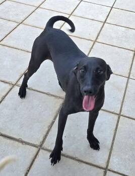 Ebony -  Chihuahua Dog for Adoption in Ardara, Pennsylvania - Ebony | PetCurious