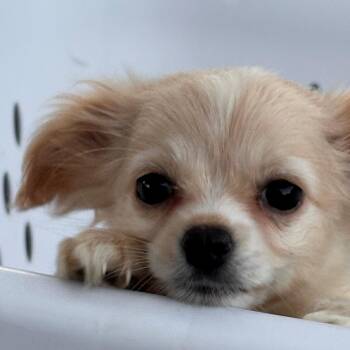 EMBER -  Chihuahua and Pomeranian Dog for Adoption - EMBER | PetCurious