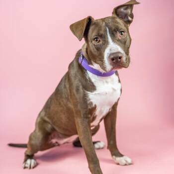 Mixed Breed Dogs Available for Adoption in Portland, Oregon - Little | PetCurious