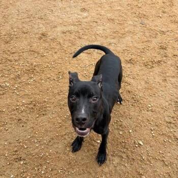 Bright -  Mixed Breed Dog for Adoption in Bentonville, Arkansas - Bright | PetCurious