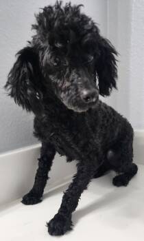 Poodle Dogs Available for Adoption in Victorville, California - Georgie | PetCurious