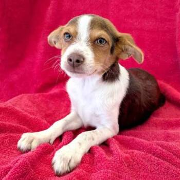 Chihuahua Dogs Available for Adoption - Kiwi | PetCurious