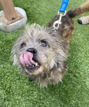Aj -  Mixed Breed Dog for Adoption in Alexandria, Virginia - Aj | PetCurious