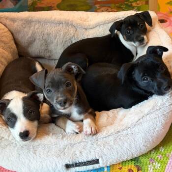 Chihuahua Dogs Available for Adoption in Chesapeake, Virginia - Cyril | PetCurious