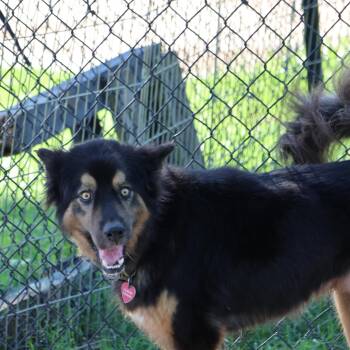 Rescue German Shepherd Dog Dogs for Adoption in Richmond, Texas - Major | PetCurious