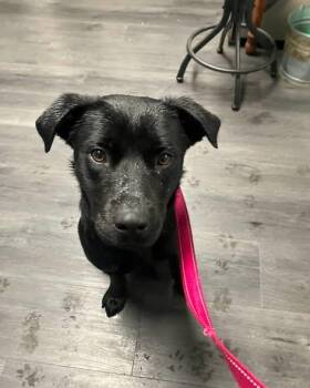 Jasmine -  Black Labrador Retriever Dog for Adoption in Crescent City, California - Jasmine | PetCurious
