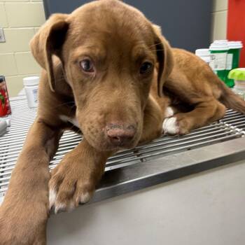 Mixed Breed Dogs Available for Adoption - 03/21/2026-Stray-OakleyDrive | PetCurious