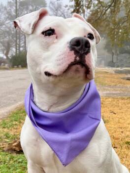 Playful PINKY - Very Cute & Funny Deaf Girl -  American Bully Dog Available for Adoption - Playful PINKY - Very Cute & Funny Deaf Girl | PetCurious