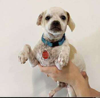Rescue Mixed Breed Dogs for Adoption in Los Angeles, California - Penne | PetCurious