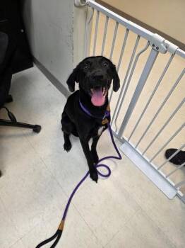 Zeta -  Black Labrador Retriever and Mixed Breed Dog for Adoption in Disputanta, Virginia - Zeta | PetCurious