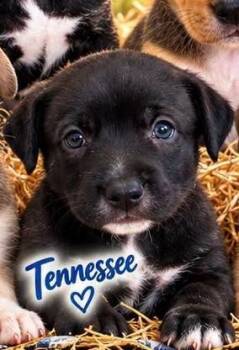 Tennessee -  Australian Shepherd Dog for Adoption in Panama City, Florida - Tennessee | PetCurious